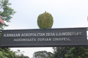 agrowisata durian sinapeul