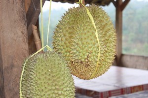 durian sinapeul 2
