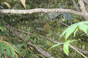 durian sinapeul 3