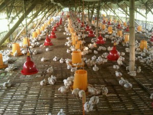 ternak ayam2