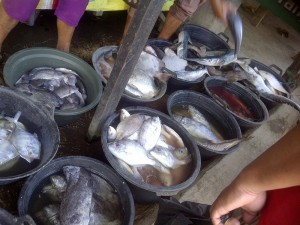 Pasar Ikan Karang Sambung 8